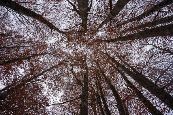 Vacker Bild Stora Träden Skog Dagen — Stockfoto