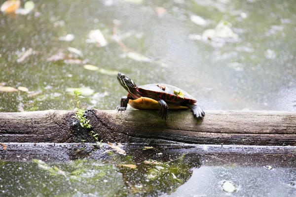 Horizontales Foto Einer Östlichen Gemalten Schildkröte Auf Einem Baumstamm Sitzend — Stockfoto