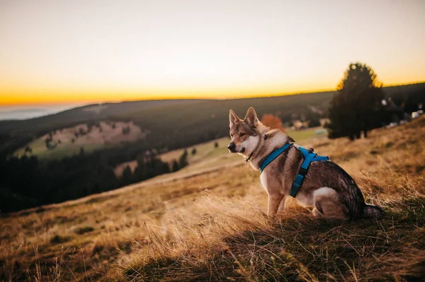 Vacker Husky Sitter Bakgrunden Vacker Natur — Stockfoto