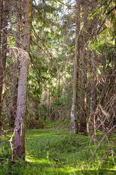 Güzel Bir Çim Manzarası Güneş Işığı Olan Bir Ormanda Uzun — Stok fotoğraf