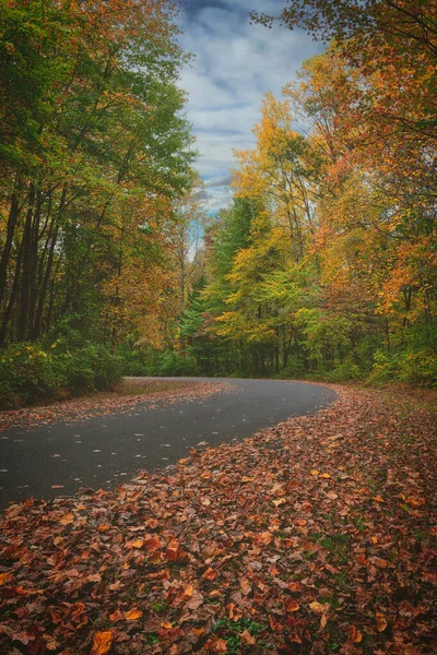 Eine Vertikale Aufnahme Einer Straße Durch Einen Herbstwald — Stockfoto