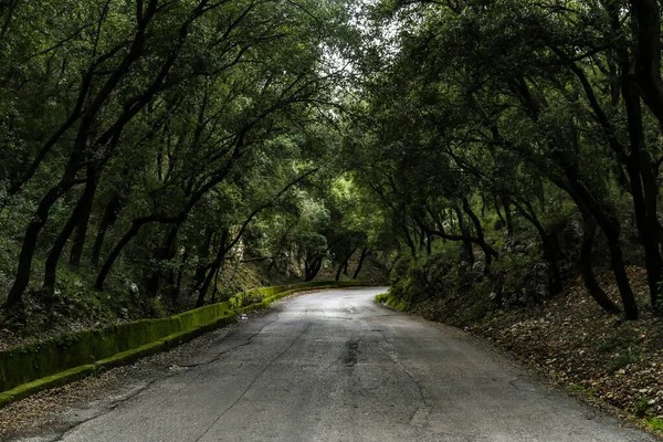 Ένας Δρόμος Ένα Καταπράσινο Πυκνό Δάσος — Φωτογραφία Αρχείου