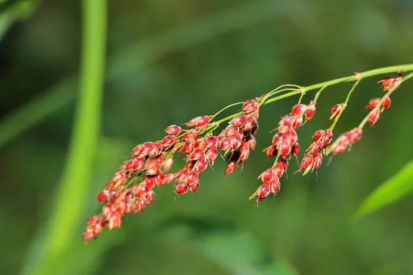 Primo Piano Fiore Giardino Con Sfondo Sfocato — Foto Stock