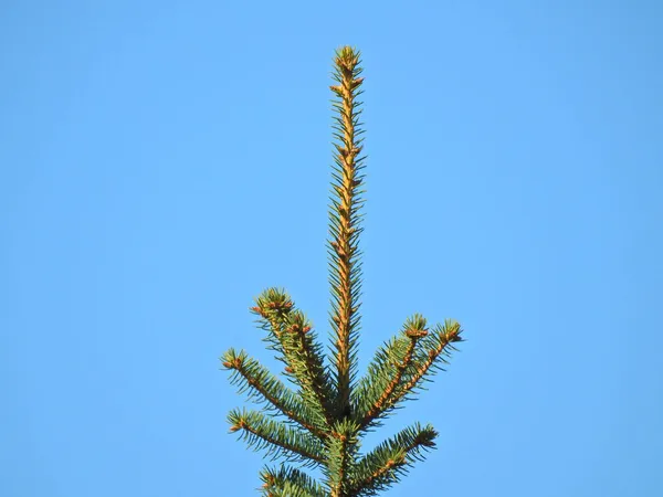 Een Close Shot Van Top Van Een Sparren Boom — Stockfoto