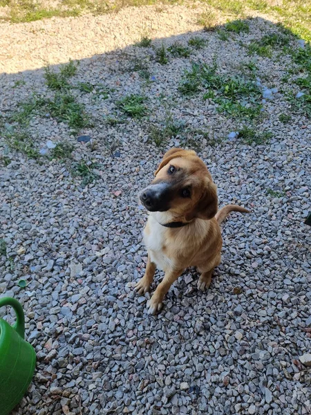裏庭のカメラを覗き込む可愛い犬 — ストック写真