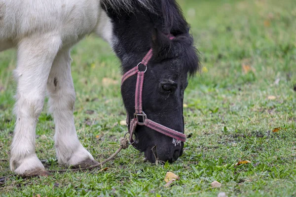Булонская Лошадь Черной Головой Пасущейся Поле — стоковое фото