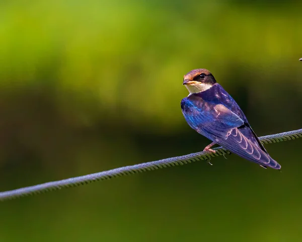 Wire Tail Swallow Juvenile Rameno Shot Zatímco Sedí Drátu — Stock fotografie