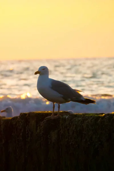 防波堤上的海鸥 — 图库照片