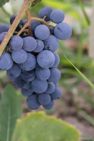 Eine Nahaufnahme Blauer Trauben Einem Weinberg — Stockfoto