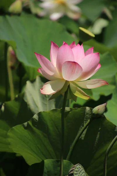 Plano Vertical Una Flor Loto Rosa Floreciendo Bajo Sol — Foto de Stock