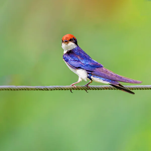 Een Draadstaartzwaluwen Die Camera Kijken Terwijl Een Draad Zitten — Stockfoto