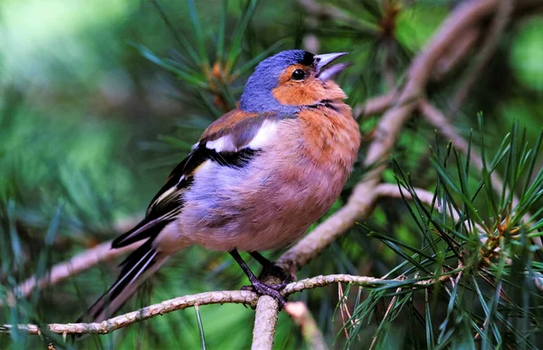 日中は森の中の木の枝に鳥のクローズアップショット — ストック写真