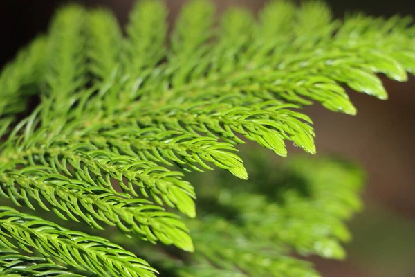 背景模糊的花园里的植物的特写镜头 — 图库照片