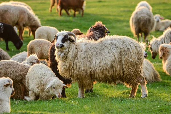 農場の牧草地で羊のクローズアップショット — ストック写真