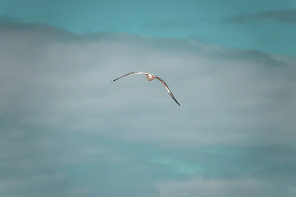 Närbild Mås Som Flyger Den Grumliga Blå Himlen — Stockfoto