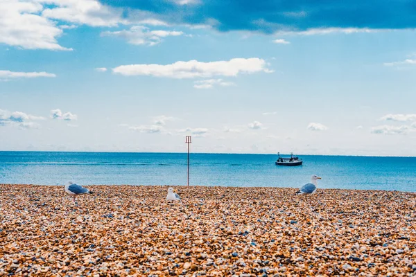 Skupina Racků Pláži Hastings Anglie — Stock fotografie