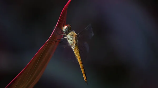 Tiro Macro Odonata Empoleirado Uma Folha — Fotografia de Stock