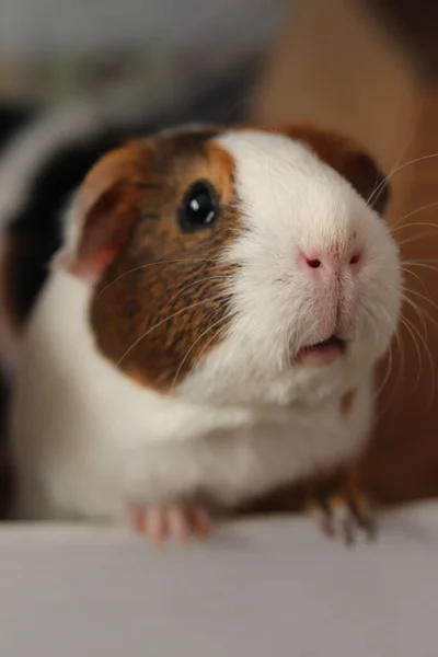 Nahaufnahme Eines Meerschweinchens — Stockfoto