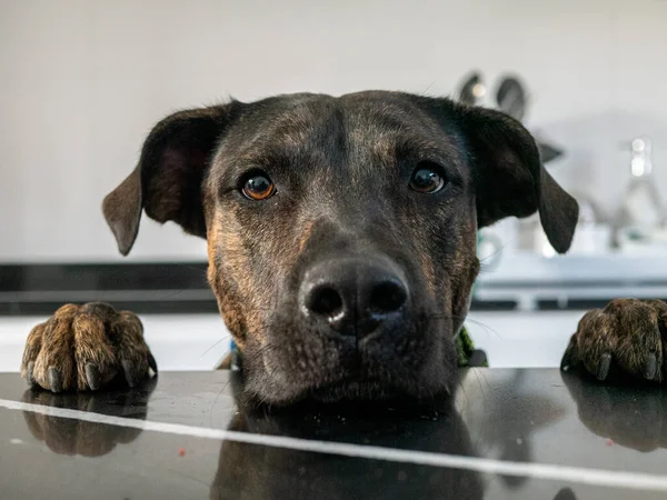 Lovitură Closeup Câinelui Leopard Catahoula Privind Peste Masă — Fotografie, imagine de stoc