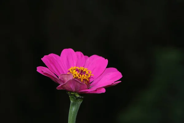 背景がぼやけている庭の花のクローズアップ — ストック写真