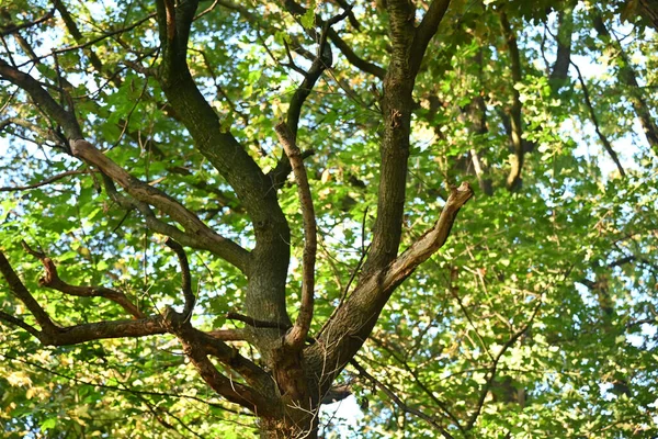 Tree Crown Foliage Baum Krone Mit Laub — 스톡 사진