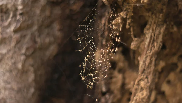Крупним Планом Знімок Павутини Скелі — стокове фото