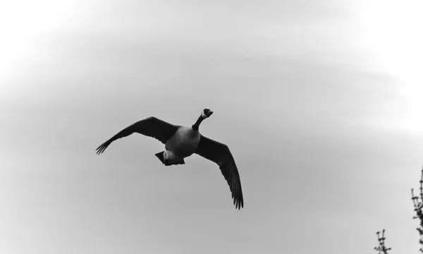 Ein Graustufenschuss Einer Gans Die Fliegt — Stockfoto