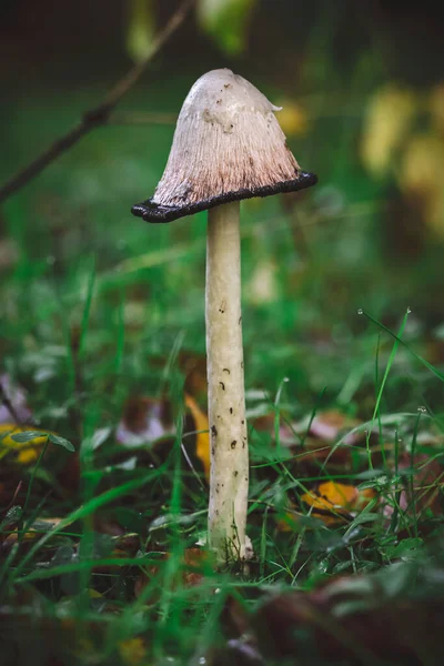 Bulanık Bir Arkaplanı Olan Ormandaki Mürekkep Mantarının Dikey Görüntüsü — Stok fotoğraf