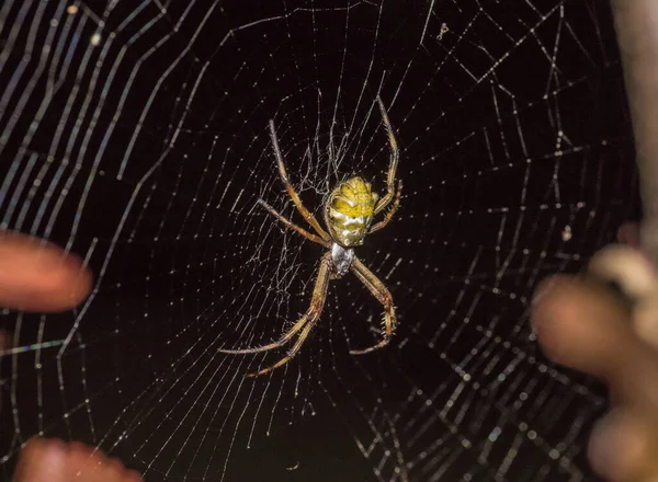 Gros Plan Une Araignée Sur Une Toile Araignée Sur Fond — Photo