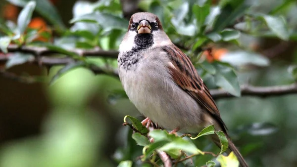 Tiro Close Pássaro Galho Uma Árvore Uma Floresta Durante Dia — Fotografia de Stock