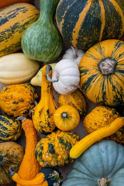 Plan Vertical Citrouilles Différentes Tailles Thanksgiving Concept — Photo