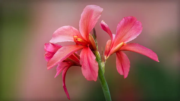 Selective Focus Shot Pink Canna Lily — Stock Photo, Image