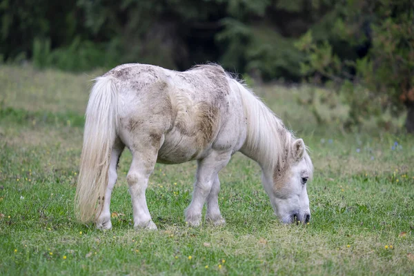 Een Wit Bruin Boulonnais Paard Grazen Het Veld — Stockfoto