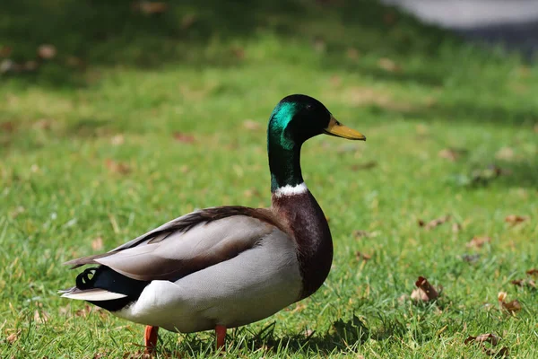 Gros Plan Canard Colvert Dans Parc Halifax Allemagne — Photo