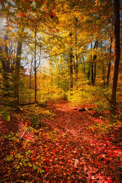Eine Vertikale Aufnahme Eines Von Bäumen Umgebenen Weges Einem Herbstlichen — Stockfoto