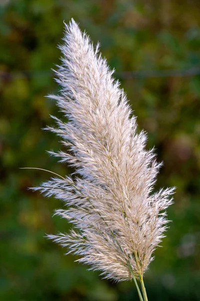 Függőleges Kilátás Pampafű Cortaderia Selloana Homályos Zöld Háttér — Stock Fotó