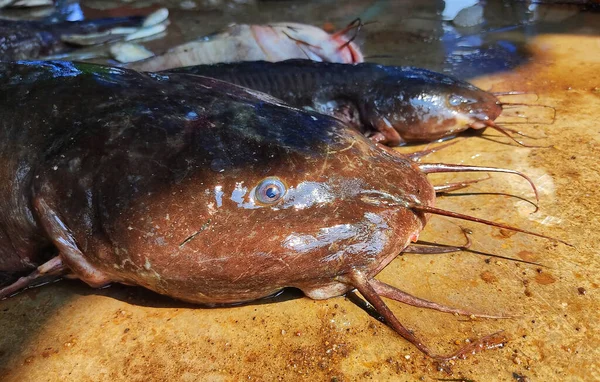 Closeup Freshly Caught Wels Seafood Market — Stock Photo, Image