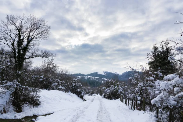 Красивый Снимок Леса Течение Дня Зимой — стоковое фото