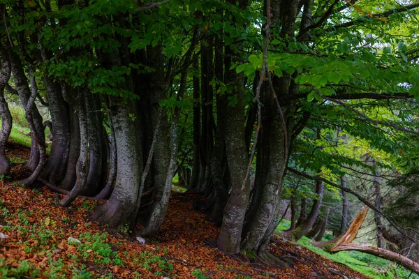 Eine Schöne Szene Aus Mehreren Dicht Bewachsenen Bäumen Einem Wald — Stockfoto
