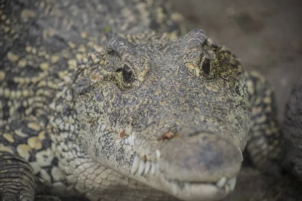 Tiro Perto Crocodilo Grande — Fotografia de Stock