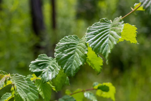Folhas Verdes Jovens Ramo Floresta — Fotografia de Stock