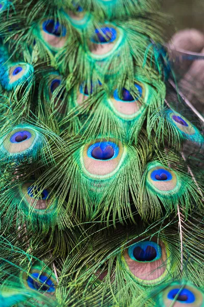 Détail Des Belles Plumes Paon Coloré Lors Parade Nuptiale Des — Photo