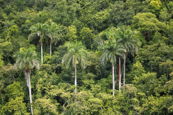 Eine Schöne Aufnahme Von Bäumen Matanzas Kuba — Stockfoto