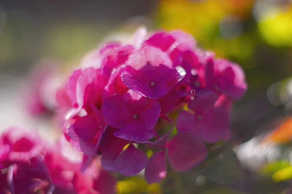 Närbild Skott Rosa Flox Blommor — Stockfoto