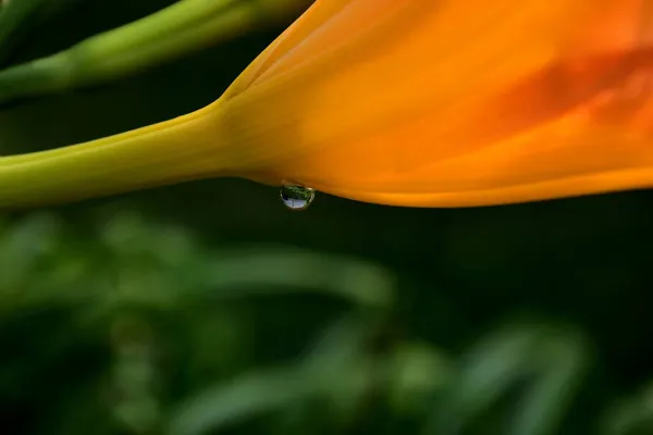 Egy Közeli Felvétel Vízcseppekről Egy Narancsvirágon Ami Kertben Zöld Háttér — Stock Fotó