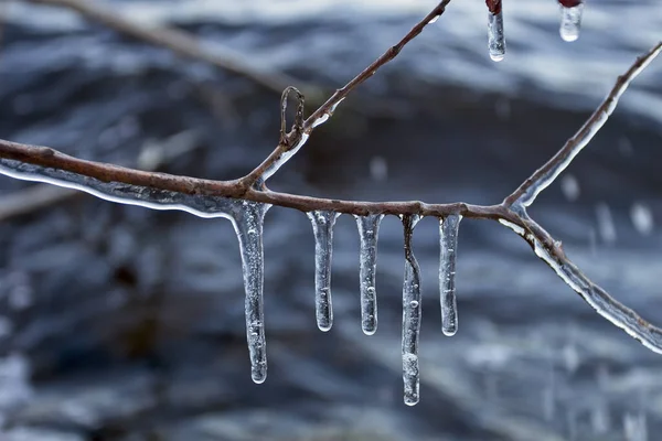 Selective Focus Icicles Hanging Tree Branches Finland — Stock Photo, Image
