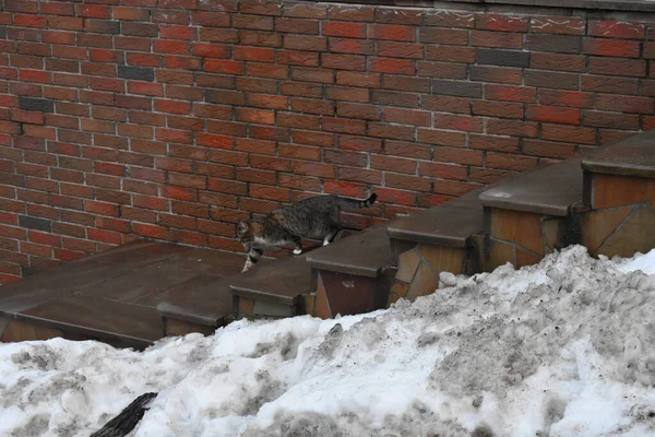 Eine Alte Ziegelmauer Mit Einer Katze Die Einem Verschneiten Morgen — Stockfoto