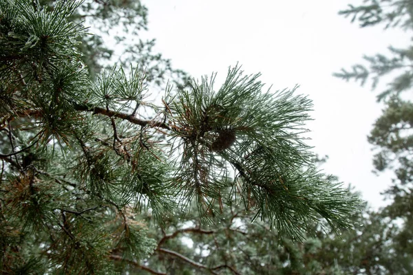 冬の間に霜降りのモミの枝のクローズアップショット — ストック写真