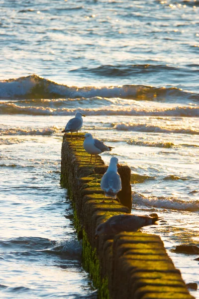 Gaivotas Mar Quebra Mar — Fotografia de Stock