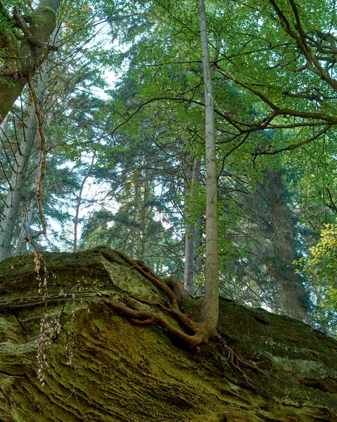 Μια Κάθετη Βολή Ενός Τεράστιου Βράχου Στο Δάσος Του Λουξεμβούργου — Φωτογραφία Αρχείου
